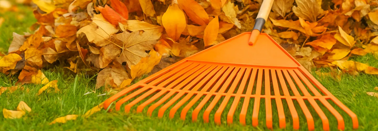 Autumn Leaf